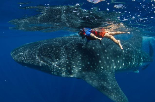 Whale Shark Diet Facts On Restaurants - dfnews